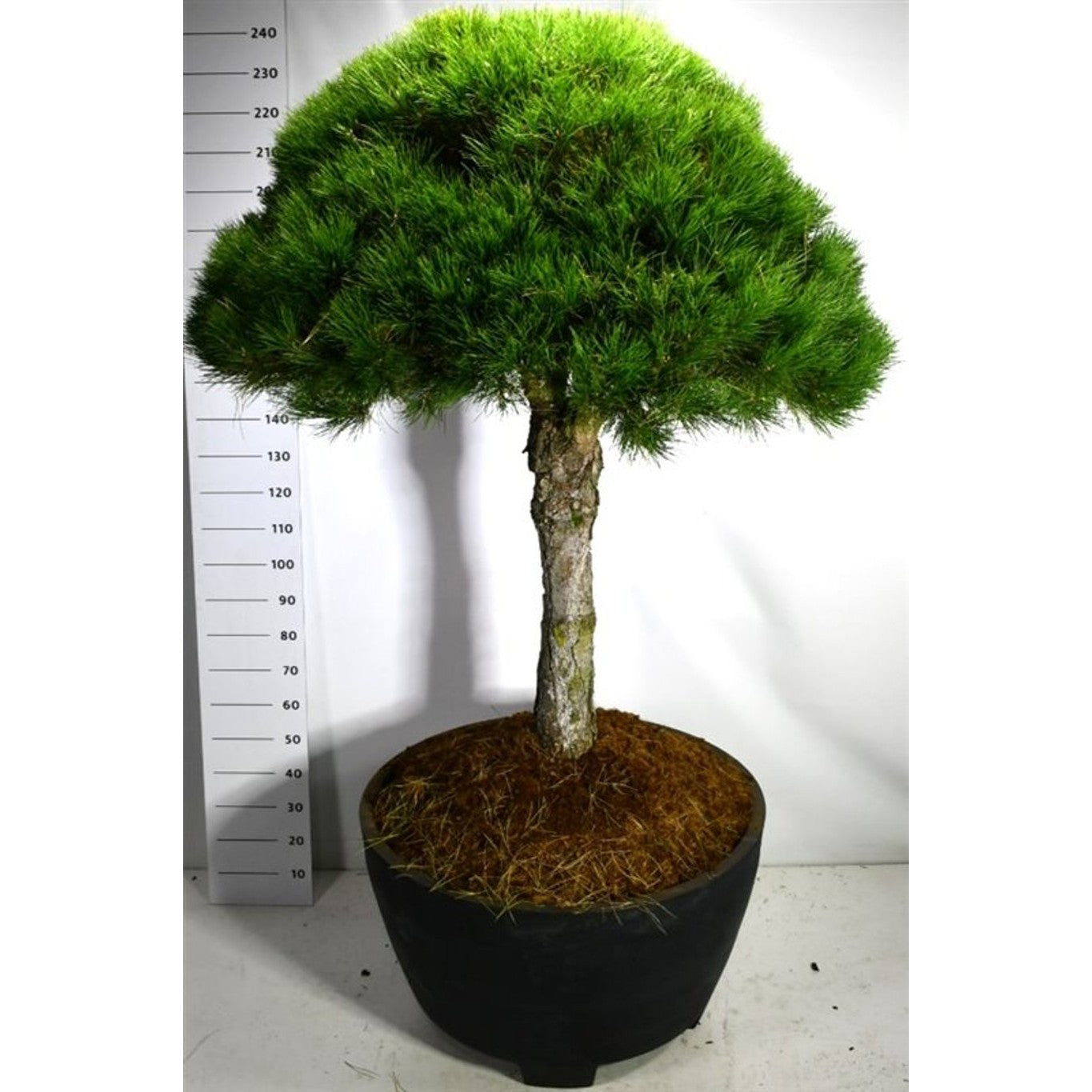 Svarttall – Pinus nigra 'Nigra' - C 450 Decopot 70 cm. Stam